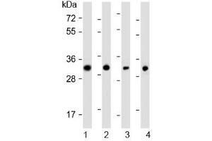 Western blot testing of human 1) SW480, 2) PANC-1, 3) MCF7 and 4) HeLa cell lysate with OR7C2 antibody at 1:1000. (OR7C2 抗体  (AA 286-319))