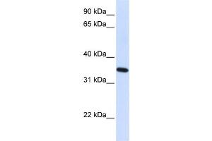 Western Blotting (WB) image for anti-Reticulon 1 (RTN1) antibody (ABIN2459312) (Reticulon 1 抗体)
