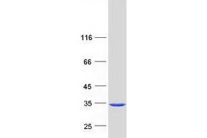 Western Blotting (WB) image for 14-3-3 alpha + beta (YWHAB) (Transcript Variant 1) protein (Myc-DYKDDDDK Tag) (ABIN2714212)