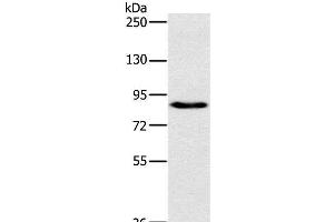 Western Blot analysis of 231 cell using PLEKHG6 Polyclonal Antibody at dilution of 1:800 (PLEKHG6 抗体)