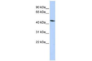 KCNJ1 antibody used at 1 ug/ml to detect target protein. (KCNJ1 抗体  (Middle Region))