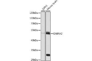 Western blot analysis of extracts of various cell lines, using G antibody (ABIN3022575, ABIN3022576, ABIN3022577 and ABIN6218914) at 1:1000 dilution. (GABRA2 抗体  (AA 300-400))