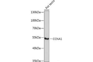 Western blot analysis of extracts of Rat testis using CCNA1 Polyclonal Antibody at dilution of 1:1000. (Cyclin A1 抗体)