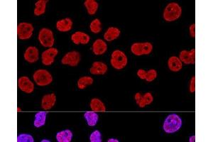 Immunofluorescence (IF) image for anti-KH Domain Containing, RNA Binding, Signal Transduction Associated 1 (KHDRBS1) antibody (ABIN7261952)