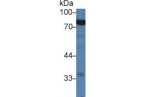 Western Blot; Sample: Porcine Stomach lysate; Primary Ab: 1µg/ml Rabbit Anti-Human GARS Antibody Second Ab: 0.