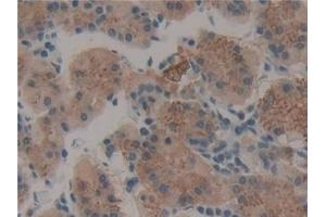 Detection of TPO in Human Stomach Tissue using Polyclonal Antibody to Thrombopoietin (TPO) (Thrombopoietin 抗体  (AA 25-298))
