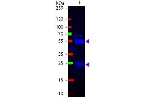 Western Blot of Fluorescein conjugated Goat anti-Rabbit IgG Pre-Adsorbed secondary antibody. (山羊 anti-兔 IgG (Heavy & Light Chain) Antibody (FITC) - Preadsorbed)