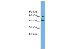 WB Suggested Anti-WIPF2  Antibody Titration: 0. (WIPF2 抗体  (Middle Region))