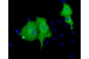 Immunofluorescence (IF) image for anti-Von Willebrand Factor A Domain Containing 5A (VWA5A) antibody (ABIN1501742) (VWA5A 抗体)