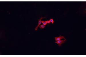 ABIN6276957 staining HepG2? (Macrophage Scavenger Receptor 1 抗体  (N-Term))
