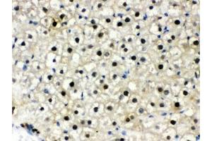 IHC testing of FFPE rat liver with DDB1 antibody.