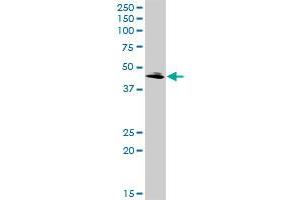 QPCT MaxPab rabbit polyclonal antibody. (QPCT 抗体  (AA 1-361))