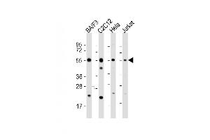 All lanes : Anti-CASP8 Antibody (C-term) at 1:2000 dilution Lane 1: BA/F3 whole cell lysate Lane 2: C2C12 whole cell lysate Lane 3: Hela whole cell lysate Lane 4: Jurkat whole cell lysate Lysates/proteins at 20 μg per lane. (Caspase 8 抗体  (C-Term))