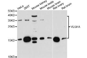 Western blot analysis of extracts of various cell lines, using VEGFA antibody.