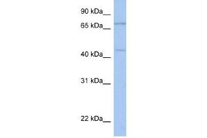 ISLR2 antibody used at 1 ug/ml to detect target protein. (ISLR2 抗体  (N-Term))