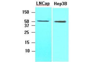 Western Blotting (WB) image for anti-Acyl-CoA Thioesterase 11 (ACOT11) (AA 19-250) antibody (ABIN317516) (ACOT11 抗体  (AA 19-250))