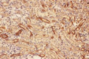 Anti-MMP7 Picoband antibody, IHC(P): Mouse Kidney Tissue (MMP7 抗体  (AA 95-264))