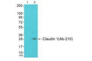 Western blot analysis of extracts from JK cells (Lane 2), using Claudin 1 (Ab-210) antiobdy. (Claudin 1 抗体  (Tyr210))