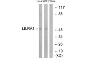 Western blot analysis of extracts from HeLa/MCF-7 cells, using LILRA1 Antibody. (LILRA1 抗体  (AA 53-102))