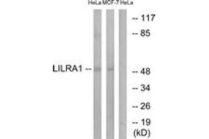 Western blot analysis of extracts from HeLa/MCF-7 cells, using LILRA1 Antibody.