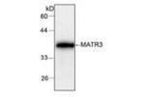 Image no. 1 for anti-Matrin 3 (MATR3) antibody (ABIN791471) (MATR3 抗体)