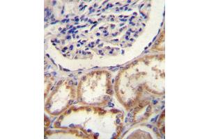HtrA1 Antibody (N-term) (ABIN388127 and ABIN2846341) immunohistochemistry analysis in formalin fixed and paraffin embedded human kidney tissue followed by peroxidase conjugation of the secondary antibody and DAB staining. (HTRA1 抗体  (N-Term))
