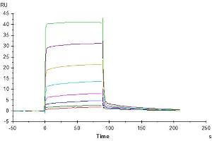 Surface Plasmon Resonance (SPR) image for CD226 (CD226) (AA 19-252) protein (His tag) (ABIN7274454)