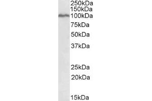 ABIN5539582 (0. (STAT5A 抗体  (AA 681-692))