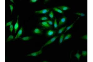 Immunofluorescence staining of Hela cells with ABIN7166879 at 1:200, counter-stained with DAPI. (PNPO 抗体  (AA 114-207))
