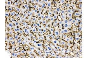 Immunohistochemistry (IHC) image for anti-Solute Carrier Family 10 (Sodium/bile Acid Cotransporter Family), Member 1 (SLC10A1) antibody (ABIN4951952)