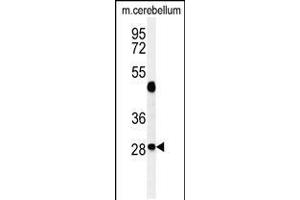 Western blot analysis of RRAGD Antibody in mouse cerebellum tissue lysates (35ug/lane) (RRAGD 抗体  (AA 171-199))