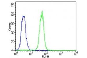 Flow cytometric analysis of K562 cells using CDK5 antibody (green) compared to an isotype control of rabbit IgG (blue); Ab was diluted at 1:25 dilution. (CDK5 抗体  (AA 254-289))