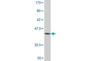 Western Blotting (WB) image for anti-Cytochrome C Oxidase Subunit IV Isoform 1 (COX4I1) (AA 1-169) antibody (ABIN514529)