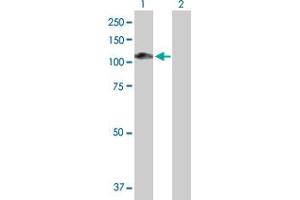 Western Blot analysis of MAGED1 expression in transfected 293T cell line by MAGED1 MaxPab polyclonal antibody. (MAGED1 抗体  (AA 1-778))