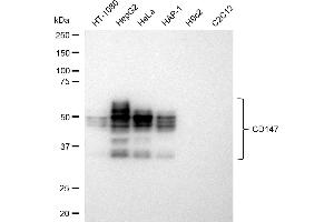 Western blotting analysis using CD147 antibody (ABIN7797739). (Recombinant CD147 抗体)