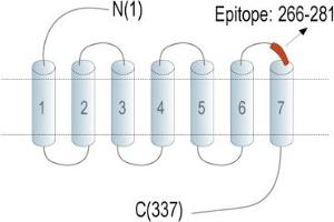 Representative domain view of the target of ABIN7237804.