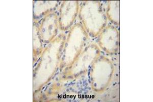 G6PC Antibody immunohistochemistry analysis in formalin fixed and paraffin embedded human kidney tissue followed by peroxidase conjugation of the secondary antibody and DAB staining. (G6PC 抗体  (AA 123-149))