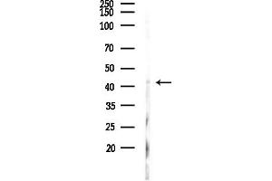 anti-Potassium Inwardly-Rectifying Channel, Subfamily J, Member 15 (KCNJ15) (C-Term) antibody