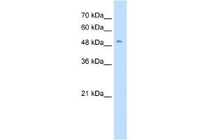 WB Suggested Anti-SLC18A2 Antibody Titration:  0. (SLC18A2 抗体  (N-Term))
