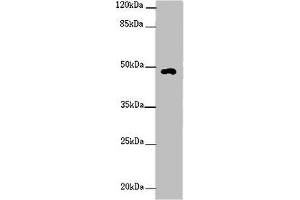 Western blot All lanes: HS6ST1 antibody at 2 μg/mL + Mouse skeletal muscle tissue Secondary Goat polyclonal to rabbit IgG at 1/10000 dilution Predicted band size: 49, 30 kDa Observed band size: 49 kDa (HS6ST1 抗体  (AA 3-133))