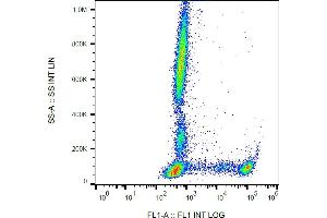 Flow cytometry analysis (surface staining) of human peripheral blood using anti-human CD8 (clone MEM-31) FITC. (CD8 抗体  (FITC))