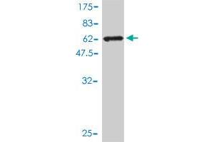 Western Blot detection against Immunogen (61.