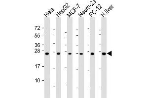 All lanes : Anti-PS Antibody (N-Term) at 1:2000 dilution Lane 1: Hela whole cell lysate Lane 2: HepG2 whole cell lysate Lane 3: MCF-7 whole cell lysate Lane 4: Neuro-2a whole cell lysate Lane 5: PC-12 whole cell lysate Lane 6: human liver lysate Lysates/proteins at 20 μg per lane. (PSMA6 抗体  (AA 32-65))
