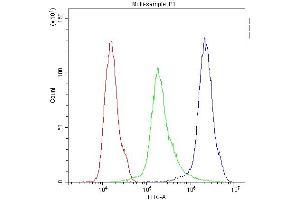 anti-Cannabinoid Receptor 1 (CNR1) (AA 1-75) antibody
