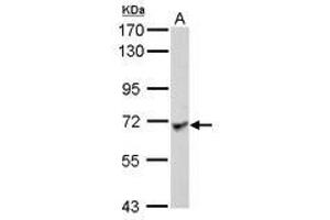 Image no. 2 for anti-Leucine Rich Repeat Containing 1 (LRRC1) (AA 265-524) antibody (ABIN1499196) (LRRC1 抗体  (AA 265-524))