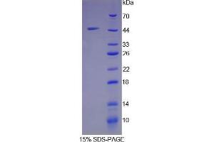 SDS-PAGE analysis of Mouse Ribonuclease A Protein.