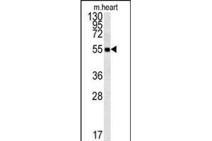FB Antibody (Center) (ABIN651921 and ABIN2840456) western blot analysis in mouse heart tissue lysates (15 μg/lane). (FAM105B 抗体  (AA 99-128))