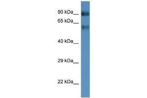 Western Blotting (WB) image for anti-Solute Carrier Family 6 (Neutral Amino Acid Transporter), Member 15 (SLC6A15) (Middle Region) antibody (ABIN2781745)