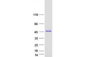Western Blotting (WB) image for NIF3 NGG1 Interacting Factor 3-Like 1 (NIF3L1) (Transcript Variant 3) protein (Myc-DYKDDDDK Tag) (ABIN2727305)