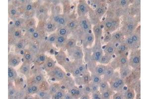 Detection of GPC3 in Mouse Liver Tissue using Polyclonal Antibody to Glypican 3 (GPC3) (Glypican 3 抗体  (AA 344-559))
